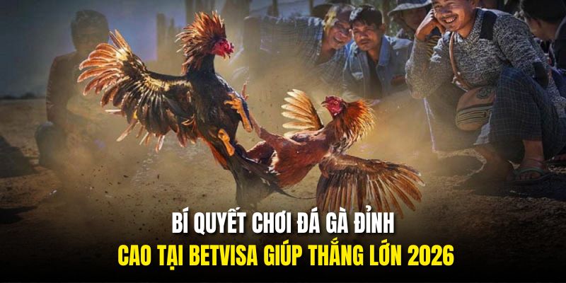 Bí Quyết Chơi Đá Gà Đỉnh Cao Tại BETVISA Giúp Thắng Lớn 2026