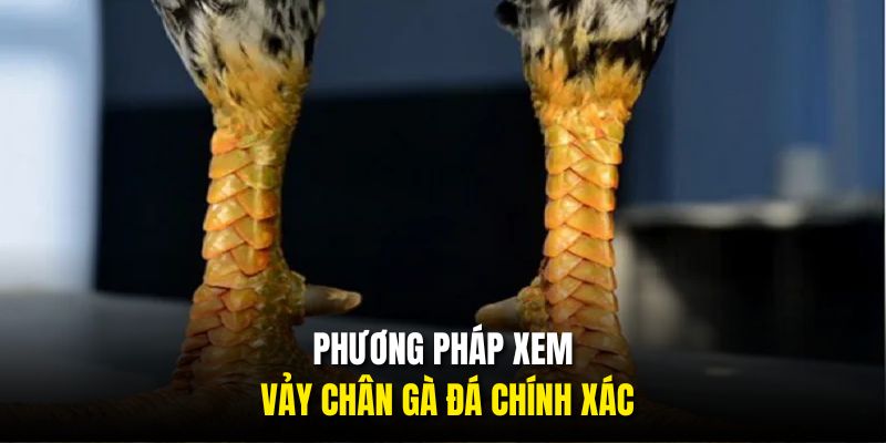 Phương pháp xem vảy chân gà đá chính xác