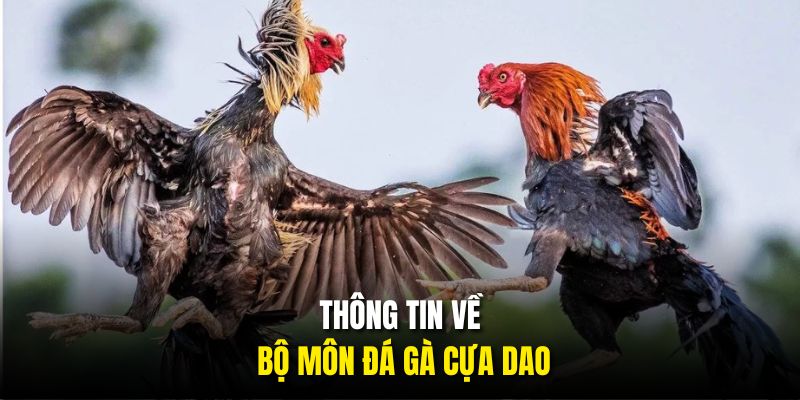 Thông tin về bộ môn đá gà cựa dao