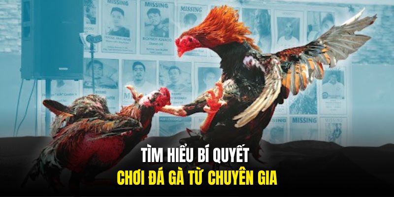 Tìm hiểu bí quyết chơi đá gà từ chuyên gia